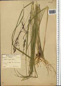 Molinia caerulea (L.) Moench, Eastern Europe, North-Western region (E2) (Russia)