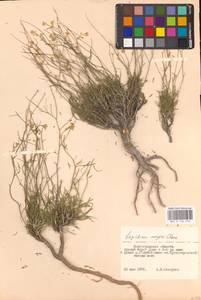 Lepidium lyratum L., Eastern Europe, Lower Volga region (E9) (Russia)