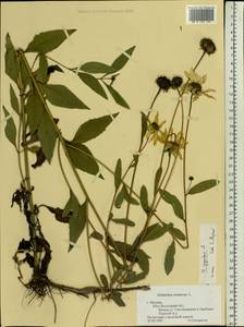 Helianthus giganteus L., Eastern Europe, Moscow region (E4a) (Russia)