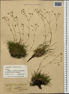 Gypsophila tenuifolia M. Bieb., Caucasus, North Ossetia, Ingushetia & Chechnya (K1c) (Russia)