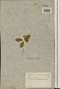 Lysimachia europaea (L.) U. Manns & Anderb., Eastern Europe, Moscow region (E4a) (Russia)