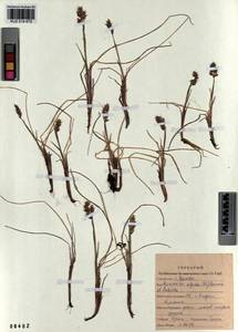 Anthoxanthum monticola (Bigelow) Veldkamp, Siberia, Altai & Sayany Mountains (S2) (Russia)