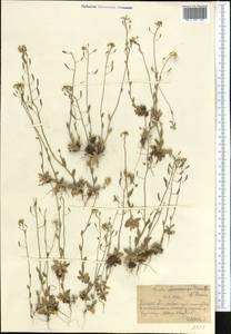 Draba stenocarpa Hook. fil. & Thomson, Middle Asia, Northern & Central Tian Shan (M4) (Kazakhstan)