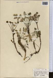 Hymenidium nanum (Rupr.) Pimenov & Kljuykov, Middle Asia, Northern & Central Tian Shan (M4) (Kyrgyzstan)