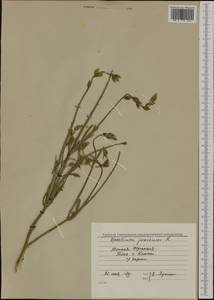 Spartium junceum L., Western Europe (EUR) (France)