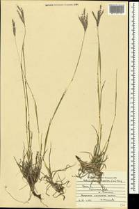 Bothriochloa ischaemum (L.) Keng, Crimea (KRYM) (Russia)