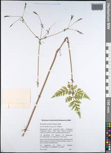 Osmorhiza aristata (Thunb.) Rydb., Siberia, Russian Far East (S6) (Russia)