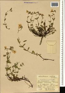 Helianthemum ovatum (Viv.) Dunal, Caucasus, South Ossetia (K4b) (South Ossetia)