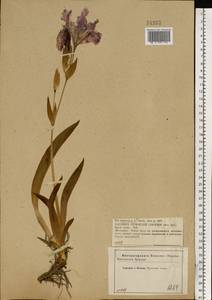 Iris aphylla L., Eastern Europe, Central forest-and-steppe region (E6) (Russia)