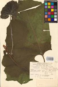 Petasites hybridus (L.) G. Gaertn., B. Mey. & Scherb., Eastern Europe, West Ukrainian region (E13) (Ukraine)