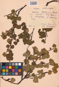 Betula pubescens var. pumila (Zanoni ex Murray) Govaerts, Eastern Europe, Eastern region (E10) (Russia)