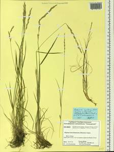 Elymus mutabilis (Drobow) Tzvelev, Siberia, Central Siberia (S3) (Russia)
