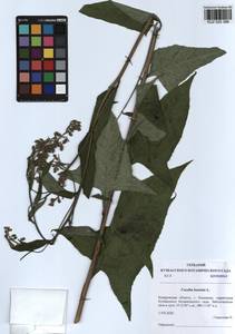 Parasenecio hastatus (L.) H. Koyama, Siberia, Altai & Sayany Mountains (S2) (Russia)