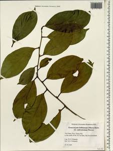 Gonocaryum lobbianum (Miers) Kurz, South Asia, South Asia (Asia outside ex-Soviet states and Mongolia) (ASIA) (Vietnam)