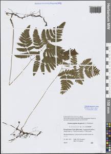 Gymnocarpium dryopteris (L.) Newman, Siberia, Yakutia (S5) (Russia)