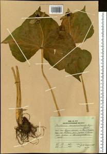 Trillium camschatcense Ker Gawl., Siberia, Russian Far East (S6) (Russia)