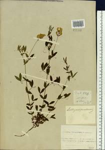 Lathyrus pratensis L., Siberia, Altai & Sayany Mountains (S2) (Russia)