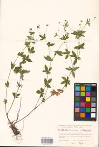 Potentilla erecta (L.) Raeusch., Eastern Europe, Moscow region (E4a) (Russia)