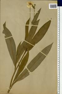 Ranunculus lingua L., Eastern Europe, Moscow region (E4a) (Russia)