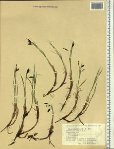 Carex microchaeta subsp. nesophila (Holm) D.F.Murray, Siberia, Chukotka & Kamchatka (S7) (Russia)