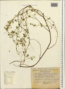 Medicago sativa subsp. glomerata (Balb.) Rouy, Caucasus, Stavropol Krai, Karachay-Cherkessia & Kabardino-Balkaria (K1b) (Russia)