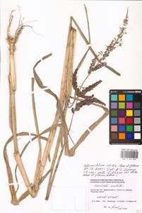 Echinochloa esculenta (A.Braun) H.Scholz, Eastern Europe, Western region (E3) (Russia)