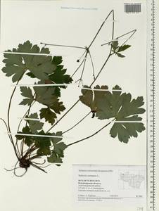 Sanicula europaea L., Eastern Europe, Central region (E4) (Russia)