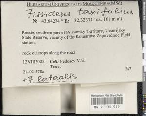 Fissidens taxifolius Hedw., Bryophytes, Bryophytes - Russian Far East (excl. Chukotka & Kamchatka) (B20) (Russia)