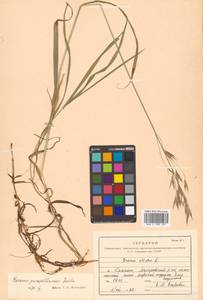 Bromus pumpellianus Scribn., Siberia, Russian Far East (S6) (Russia)