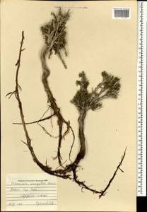 Potaninia mongolica Maxim., Mongolia (MONG) (Mongolia)