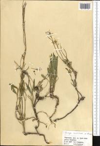 Parrya runcinata (Regel & Schmalh.) N. Busch, Middle Asia, Northern & Central Tian Shan (M4) (Kyrgyzstan)