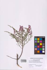 Tamarix gracilis Willd., Eastern Europe, Lower Volga region (E9) (Russia)