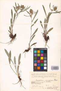 Omalotheca norvegica (Gunnerus) Sch. Bip. & F. W. Schultz, Eastern Europe, Northern region (E1) (Russia)