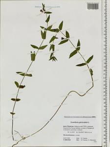 Scutellaria galericulata L., Siberia, Baikal & Transbaikal region (S4) (Russia)