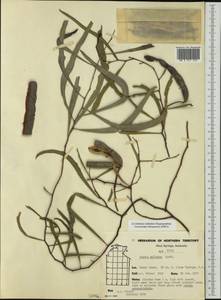 Acacia salicina Lindl., Australia & Oceania (AUSTR) (Australia)