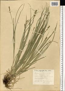 Carex polyphylla, Eastern Europe, Eastern region (E10) (Russia)