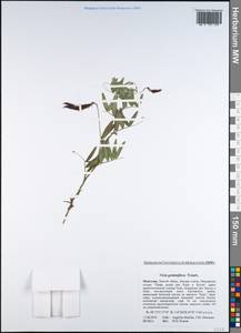 Vicia geminiflora Trautv., Mongolia (MONG) (Mongolia)