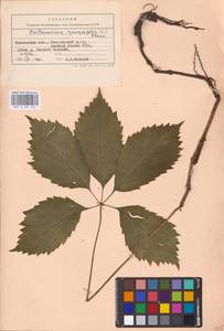 Parthenocissus quinquefolia (L.) Planch., Eastern Europe, Central forest-and-steppe region (E6) (Russia)