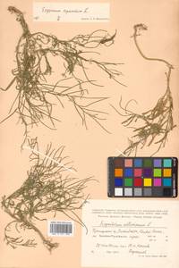 Erysimum repandum L., Siberia, Russian Far East (S6) (Russia)