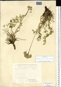 Phlojodicarpus villosus (Turcz. ex Fisch. & C. A. Mey.) Turcz. ex Ledeb., Siberia, Chukotka & Kamchatka (S7) (Russia)