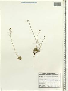 Draba pauciflora R.Br., Siberia, Central Siberia (S3) (Russia)