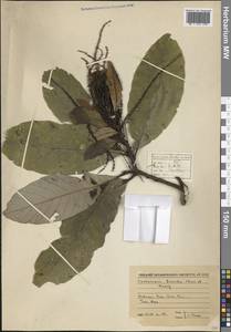 Castanopsis fissa (Champ. ex Benth.) Rehder & E.H.Wilson, South Asia, South Asia (Asia outside ex-Soviet states and Mongolia) (ASIA) (Vietnam)