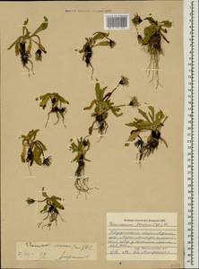 Taraxacum stevenii (Spreng.) DC., Caucasus, Stavropol Krai, Karachay-Cherkessia & Kabardino-Balkaria (K1b) (Russia)