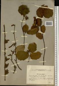 Corylus avellana L., Eastern Europe, South Ukrainian region (E12) (Ukraine)