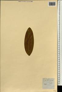 Cinnamomum verum J. S. Presl, South Asia, South Asia (Asia outside ex-Soviet states and Mongolia) (ASIA) (Not classified)