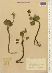 Astragalus supervisus (Kuntze) Sheld., Caucasus, Armenia (K5) (Armenia)