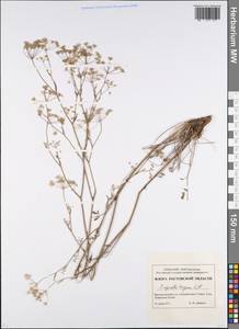 Pimpinella tragium Vill., Eastern Europe, Rostov Oblast (E12a) (Russia)