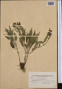 Prunella grandiflora (L.) Scholler, Western Europe (EUR) (Bulgaria)