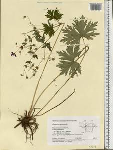 Geranium palustre L., Eastern Europe, Central region (E4) (Russia)