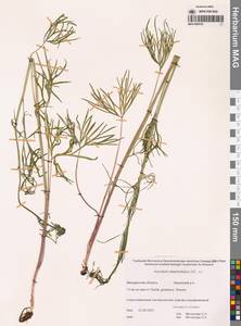 Aconitum delphinifolium DC., Siberia, Chukotka & Kamchatka (S7) (Russia)